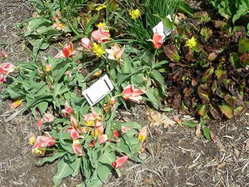 Bergenia with ugly foliage while tulip is blooming